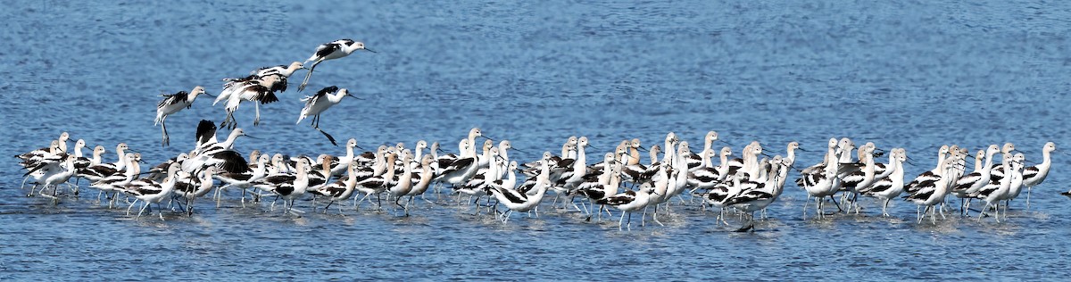 American Avocet - ML641980149