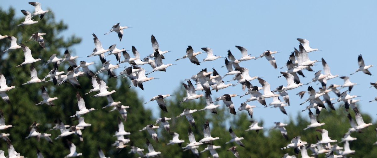 American Avocet - ML641980150