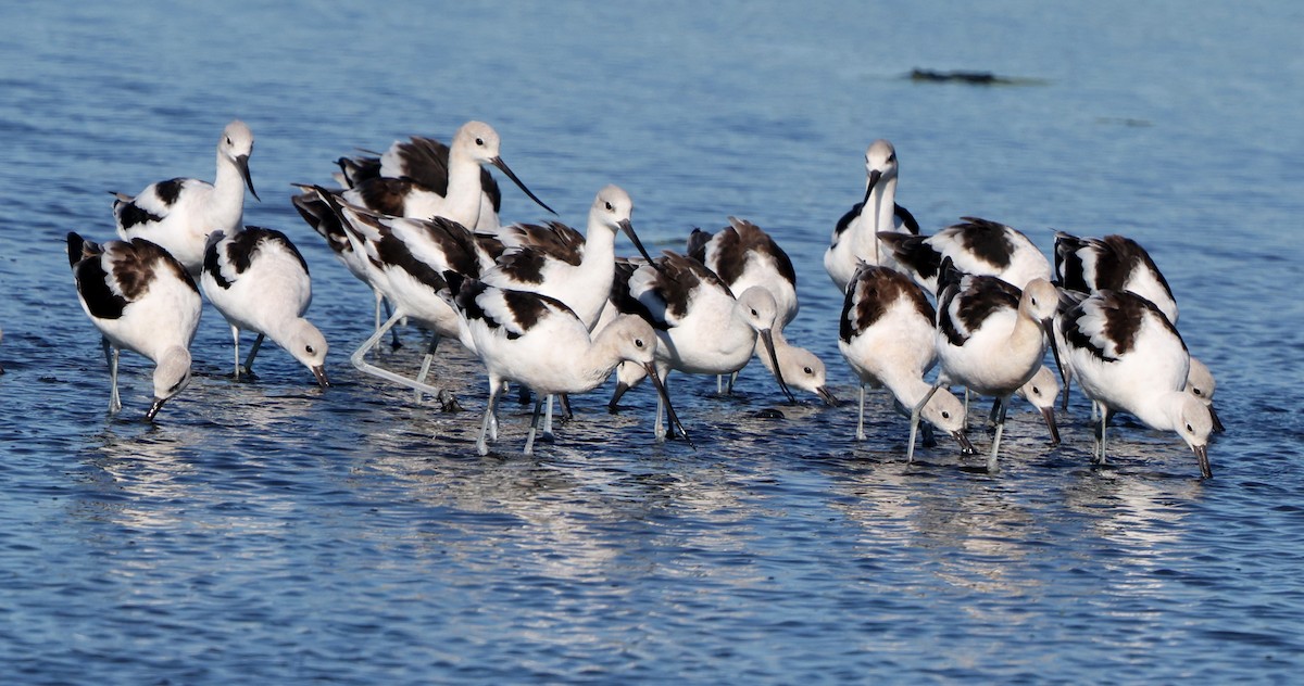 American Avocet - ML641980152
