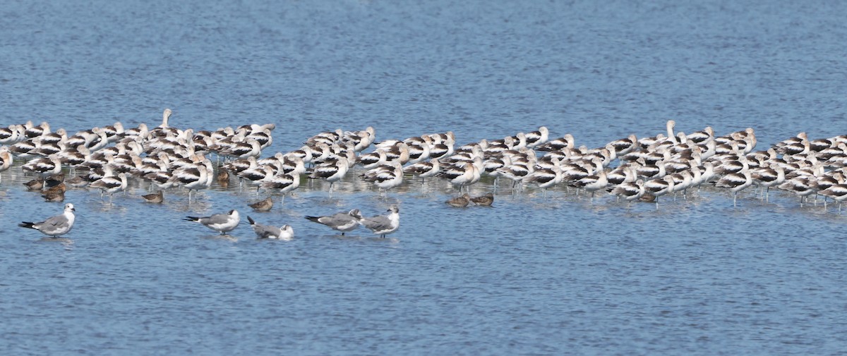 American Avocet - ML641980153