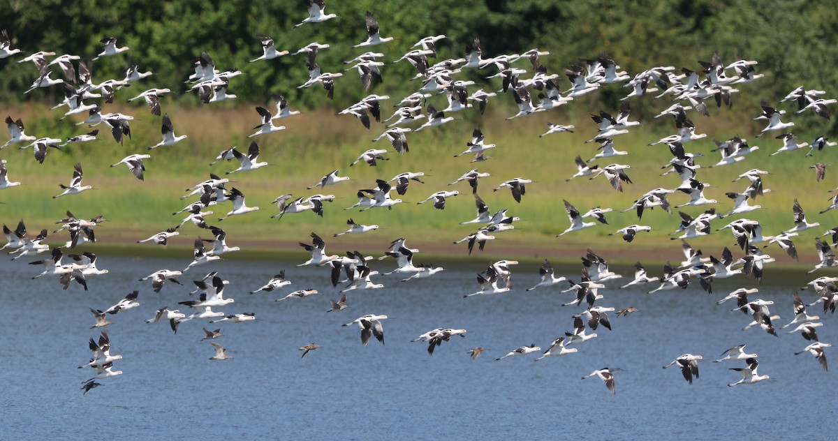 American Avocet - ML641980154