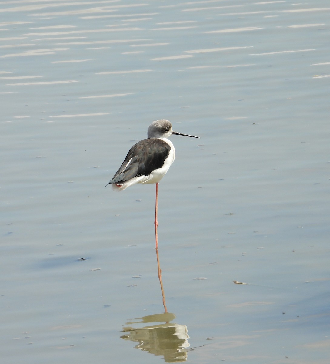 Black-winged Stilt - ML641980166