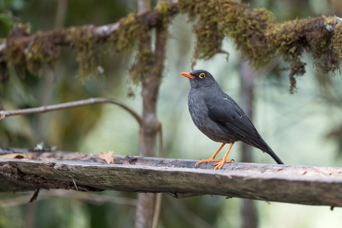 Great Thrush - ML641980172