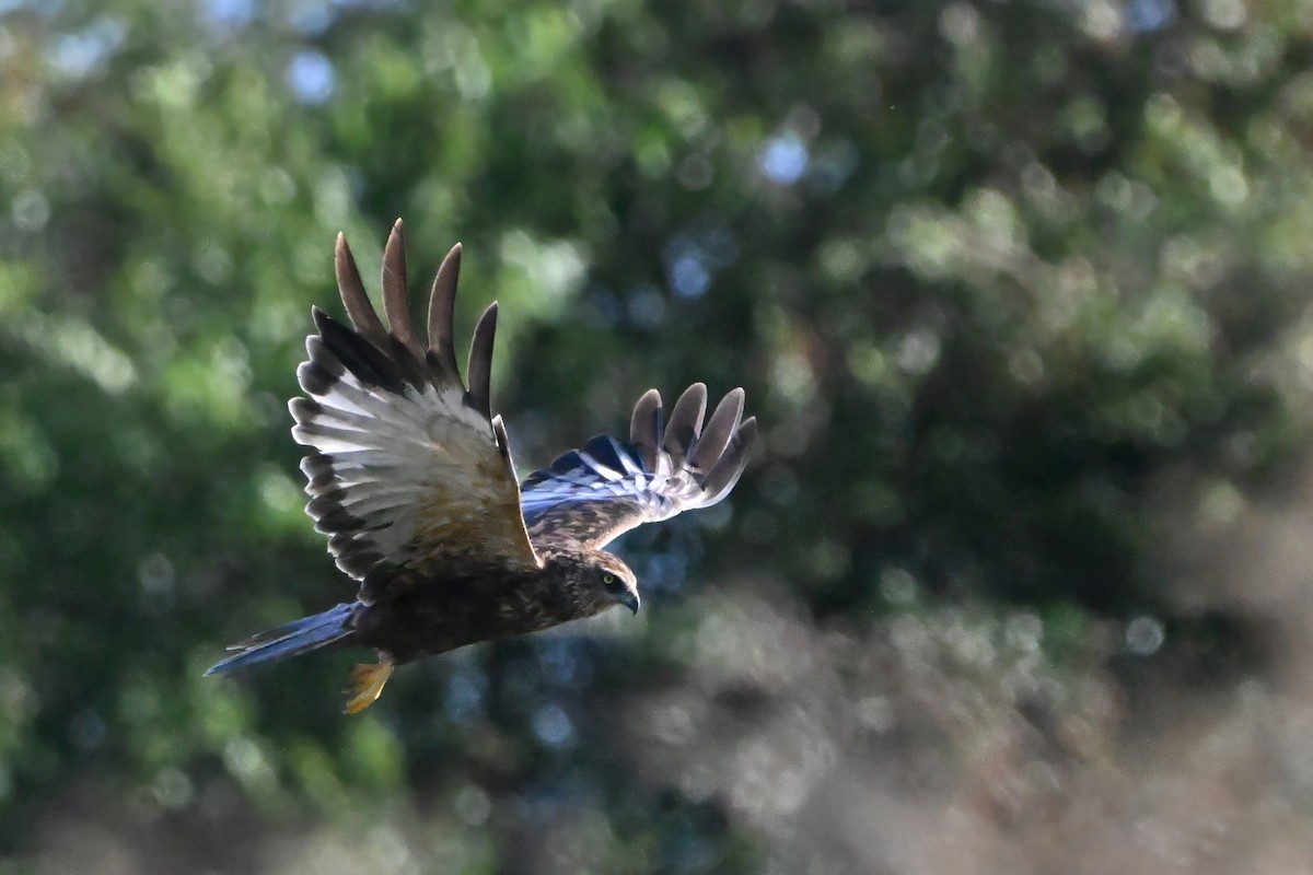 Western Marsh Harrier - ML641980180