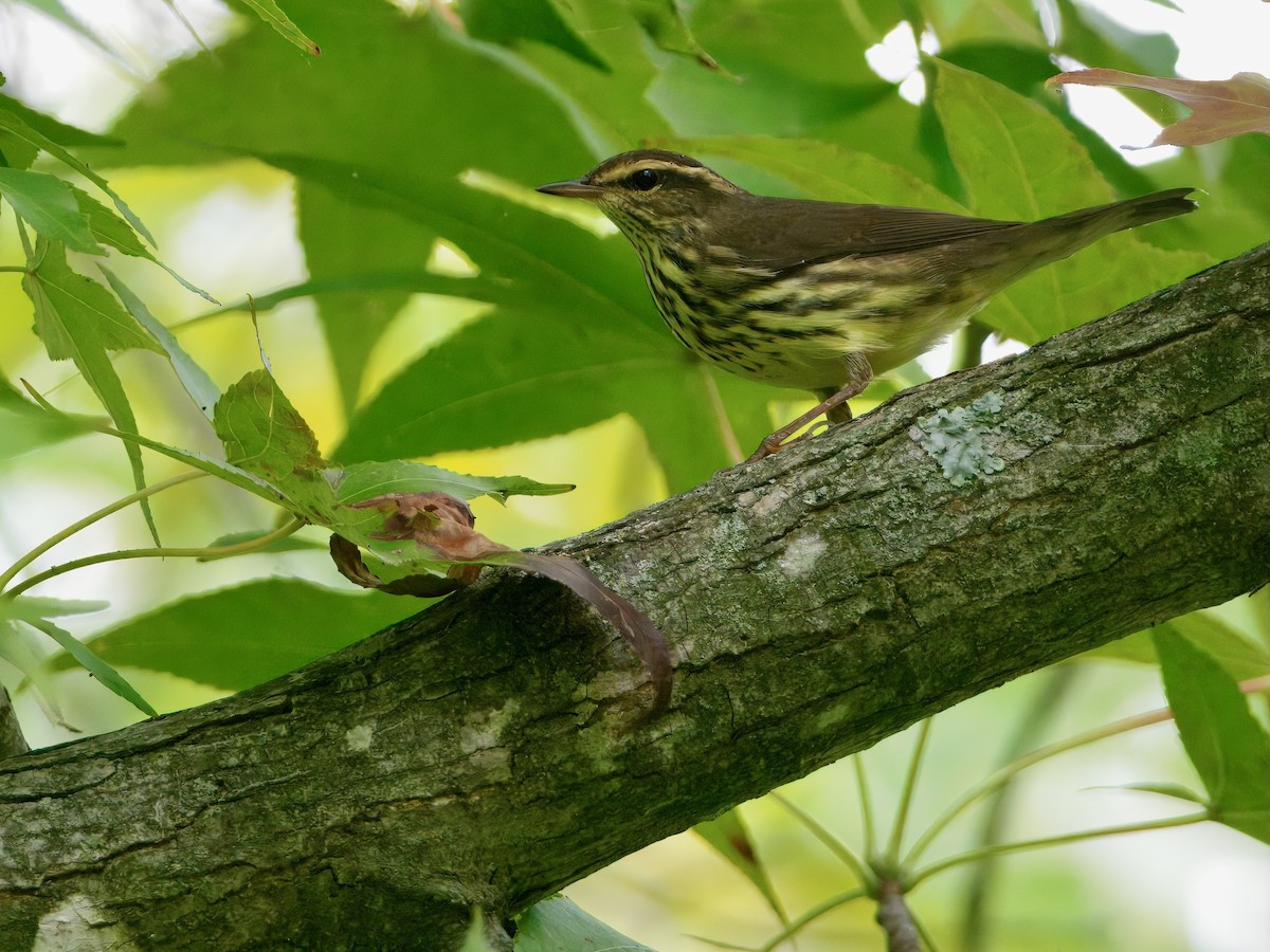 Northern Waterthrush - ML641980182