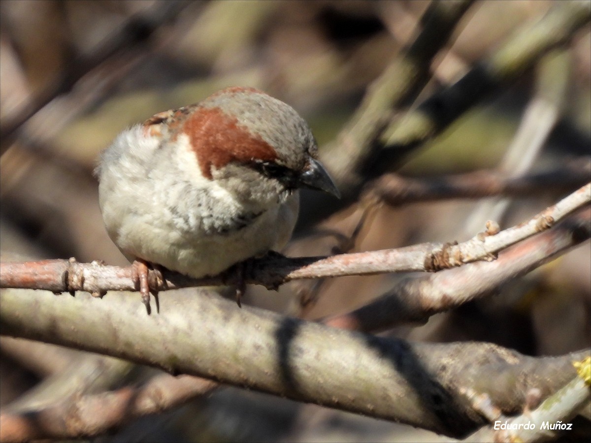 House Sparrow - ML641980188