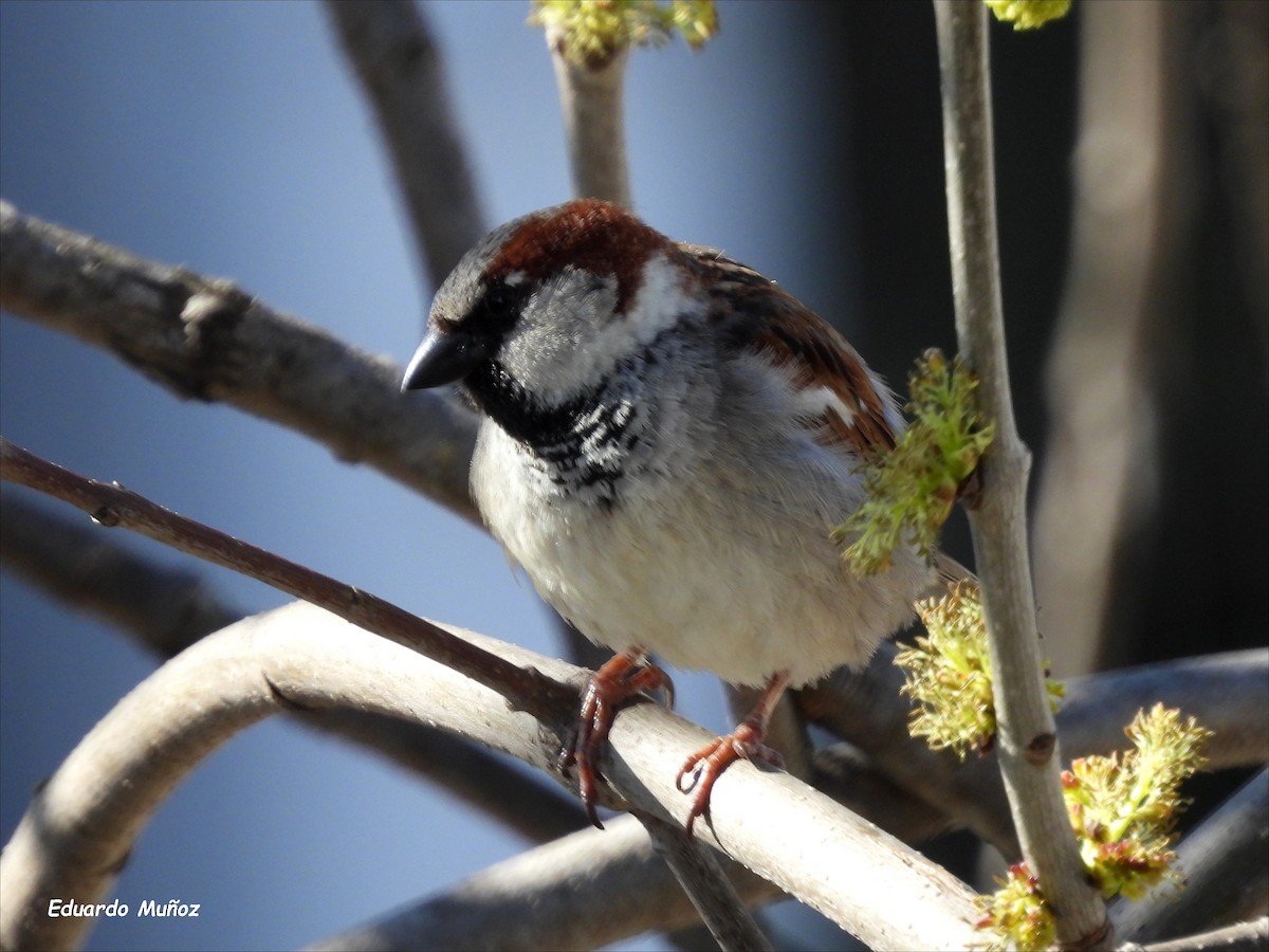 House Sparrow - ML641980189