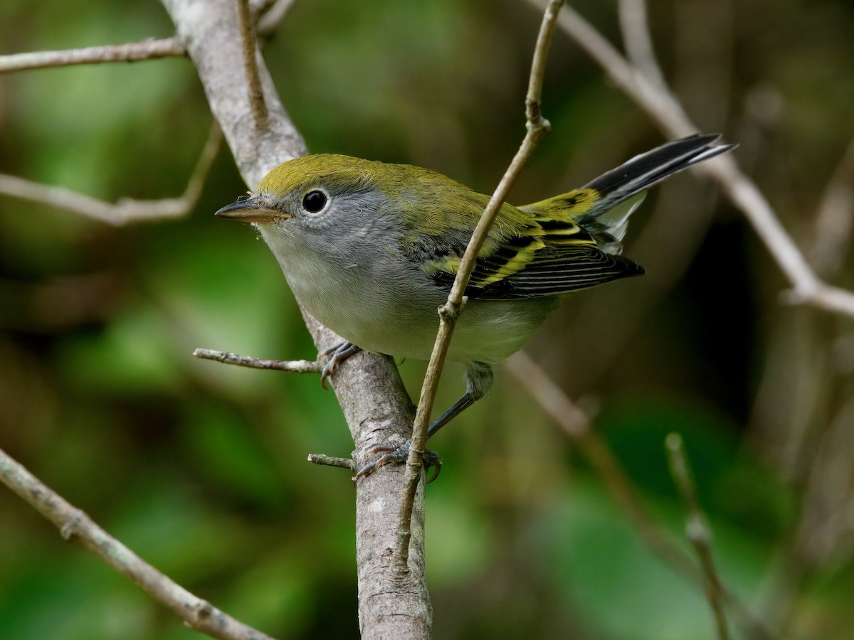 Chestnut-sided Warbler - ML641980192