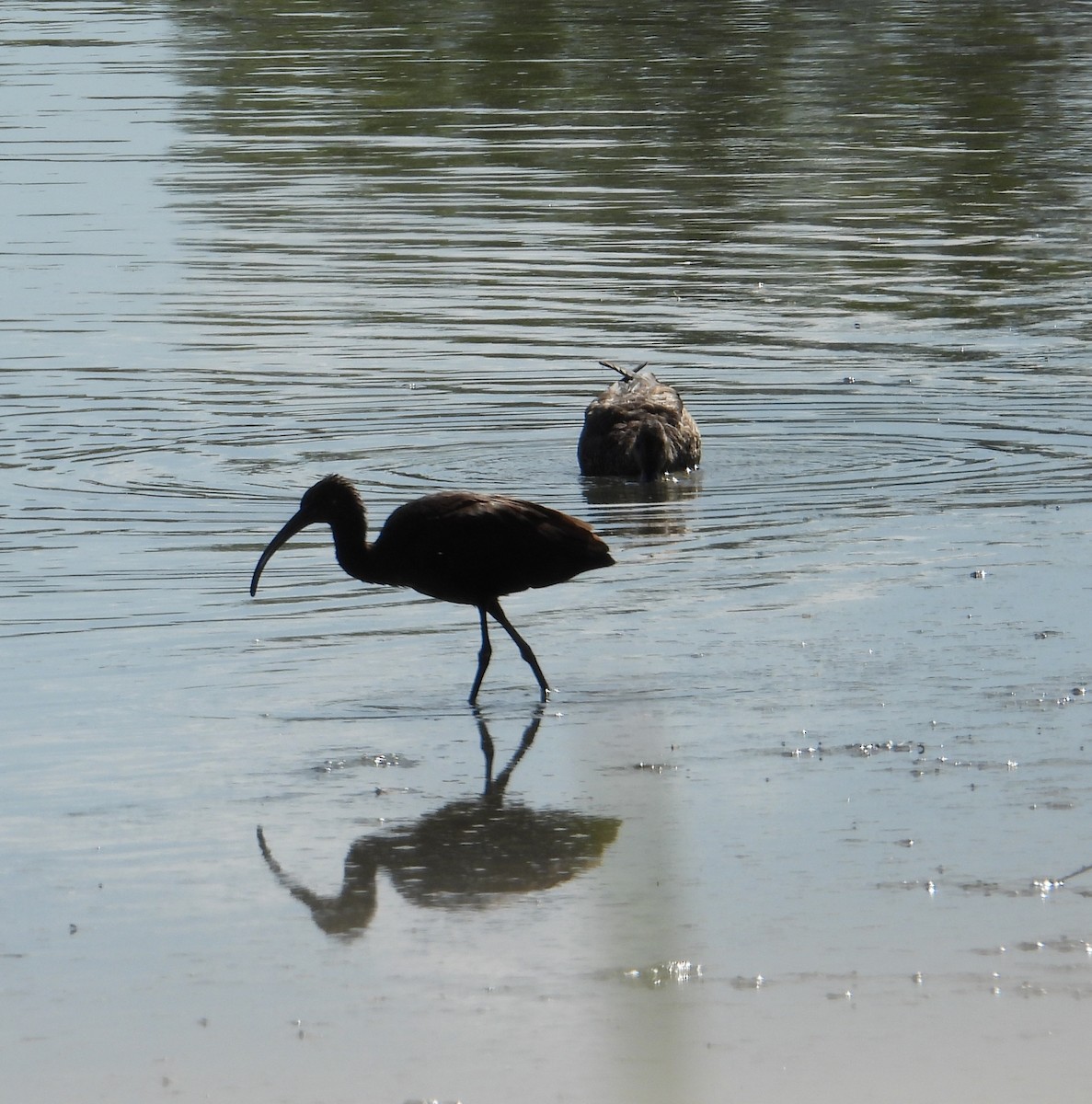 Glossy Ibis - ML641980193