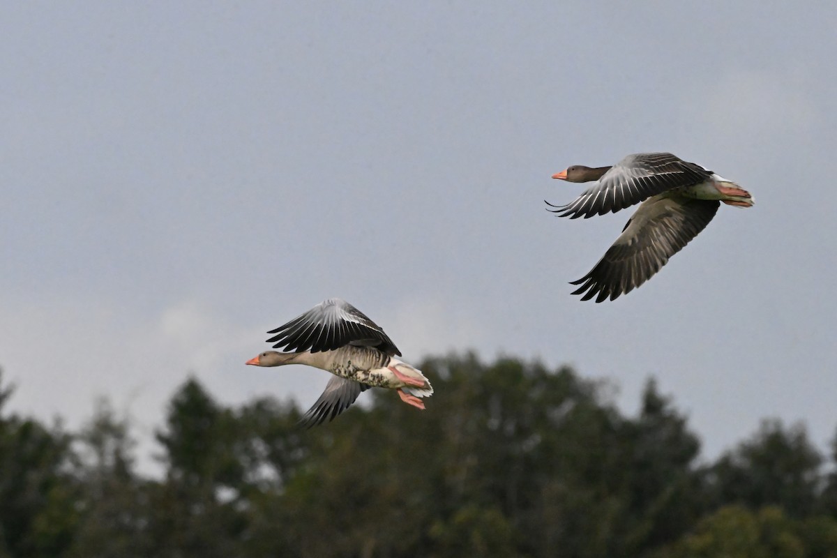 Graylag Goose - ML641980195