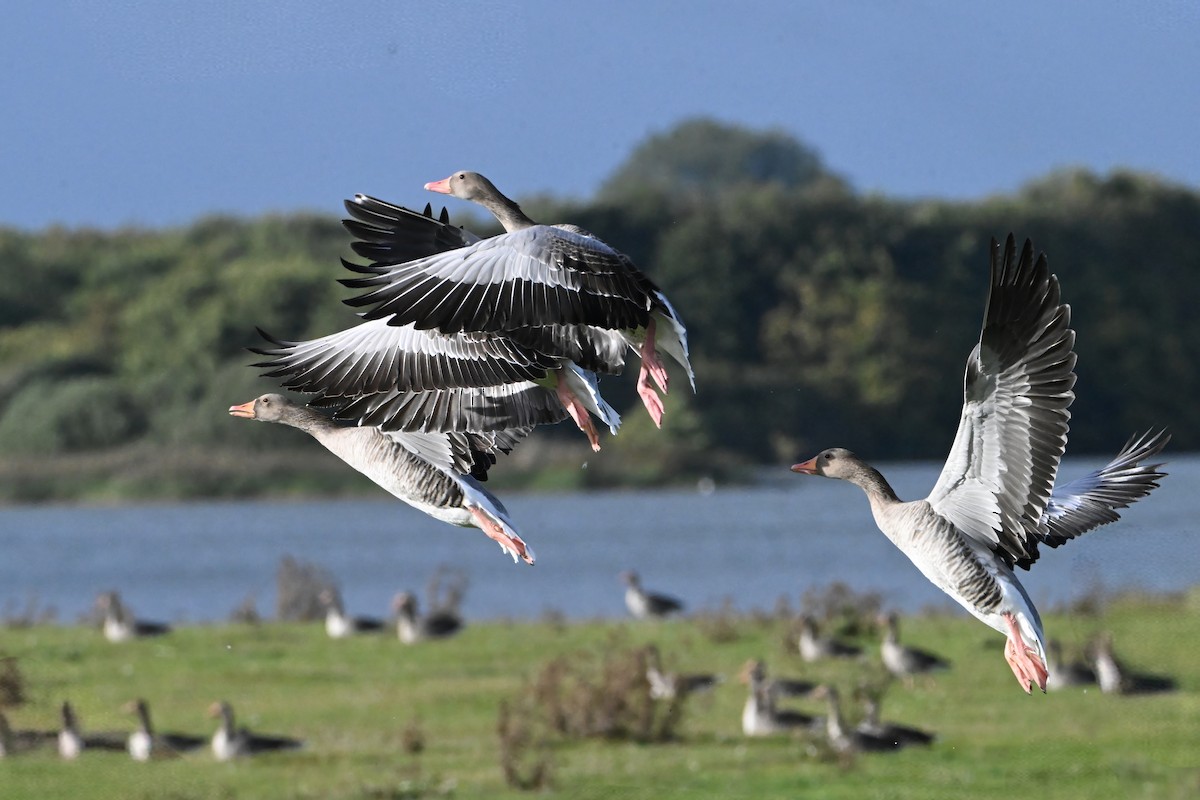 Graylag Goose - ML641980196