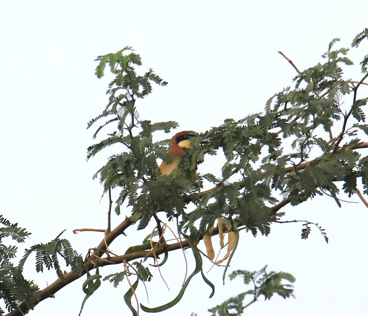 European Bee-eater - ML641980203
