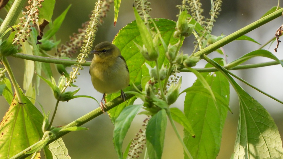 Tennessee Warbler - ML641980207