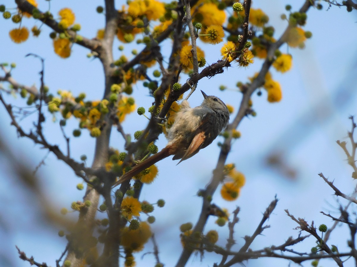 Stripe-crowned Spinetail - ML641980208