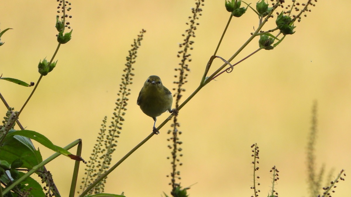 Tennessee Warbler - ML641980213