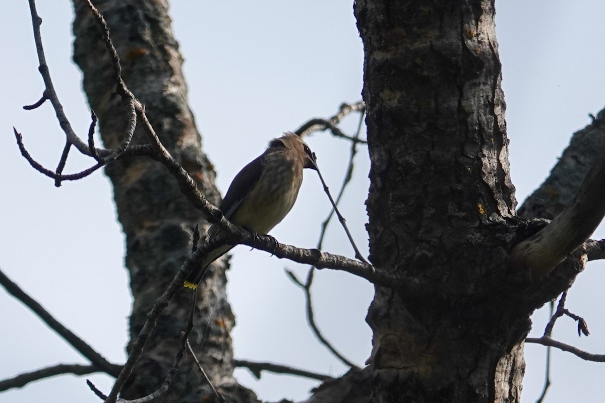 Cedar Waxwing - ML641980214