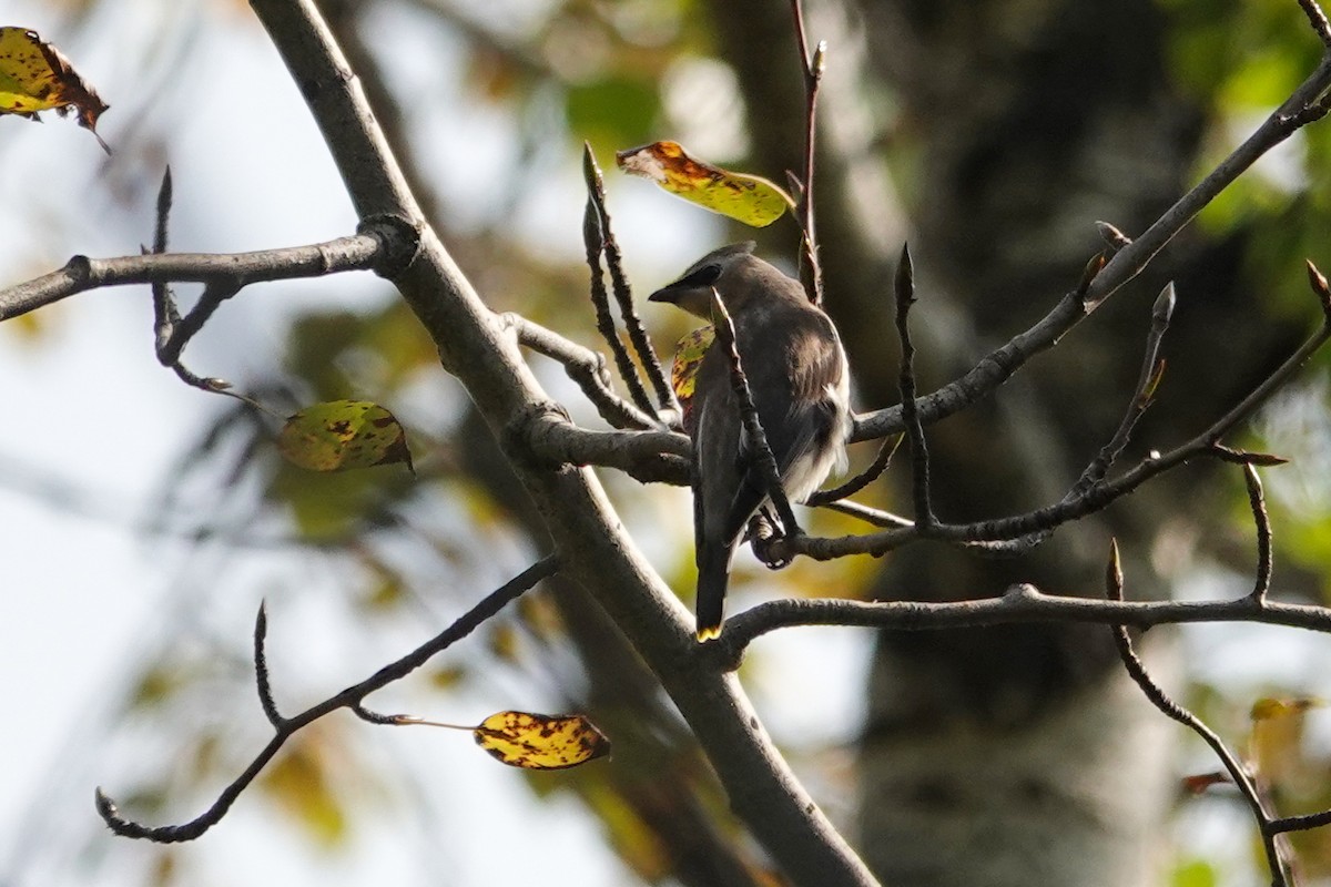 Cedar Waxwing - ML641980215