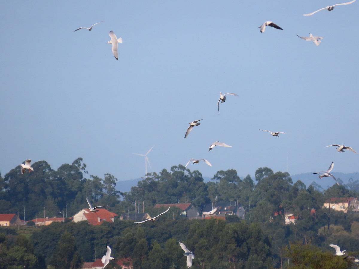 Mediterranean Gull - ML641980220