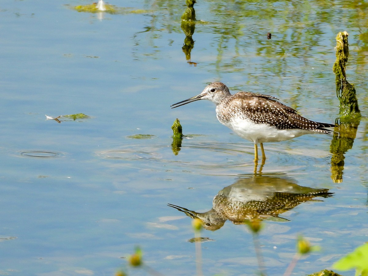 Greater Yellowlegs - ML641980221