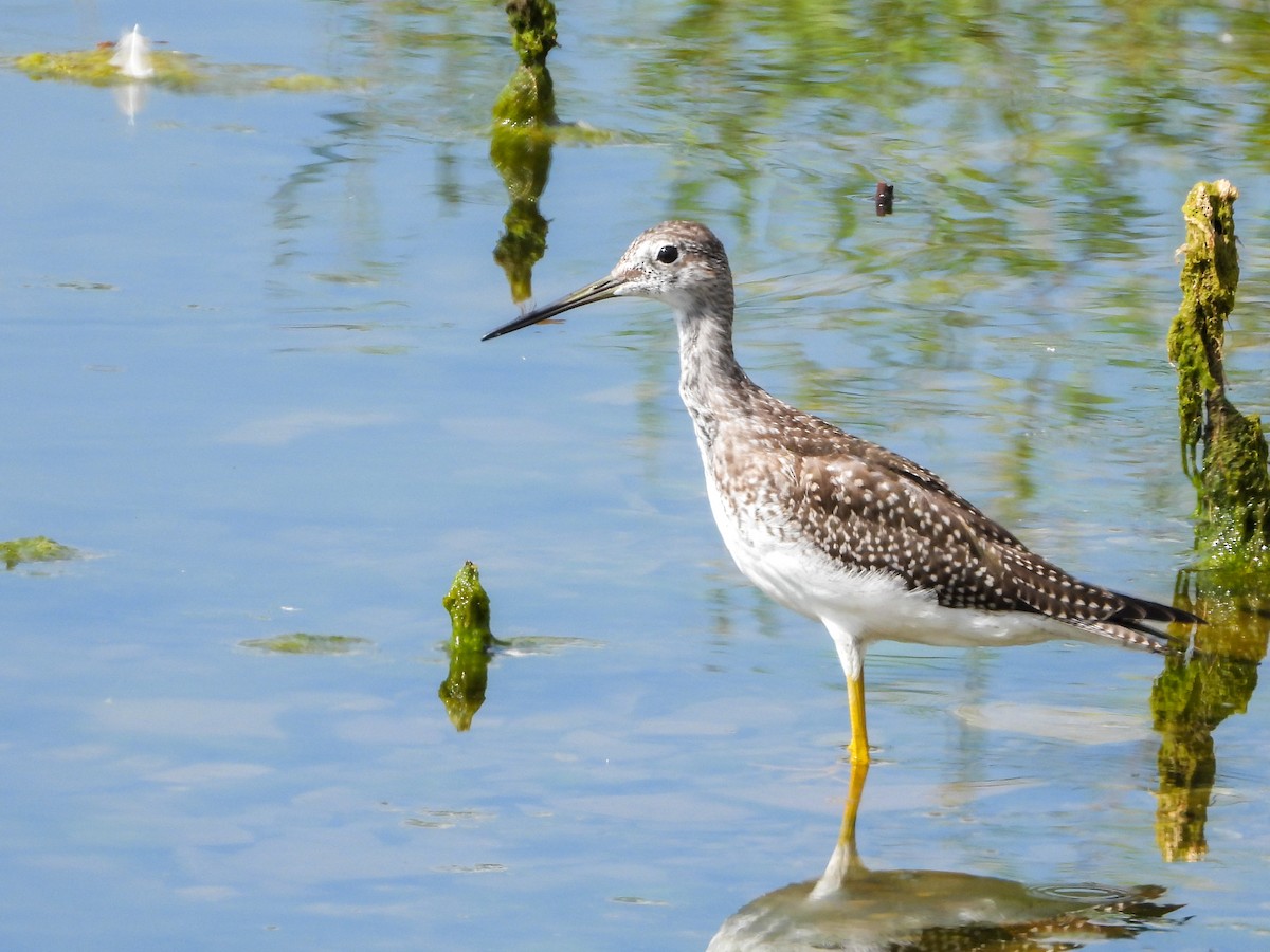 Greater Yellowlegs - ML641980222