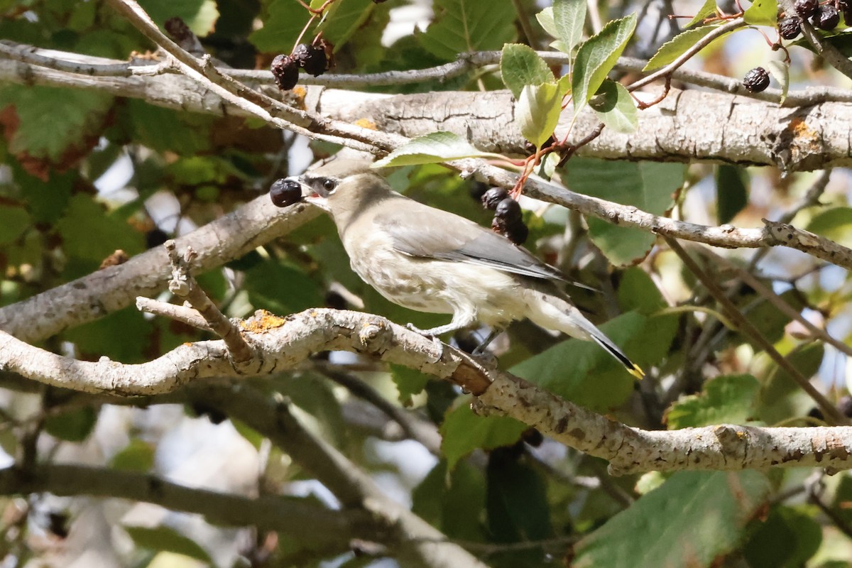 Cedar Waxwing - ML641980225