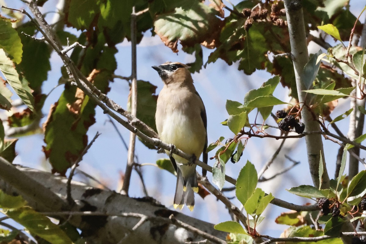 Cedar Waxwing - ML641980226