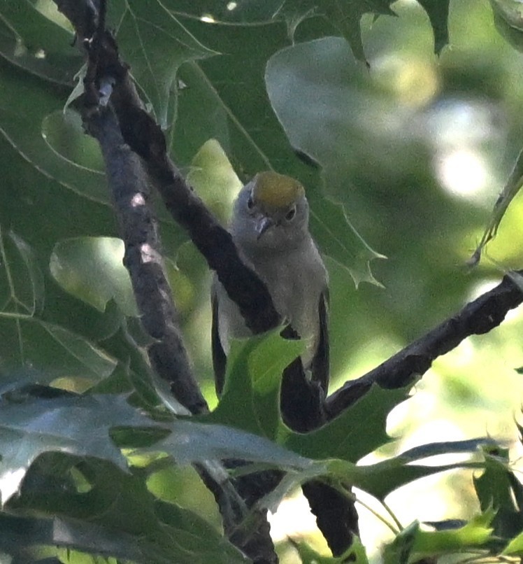 Chestnut-sided Warbler - ML641980227