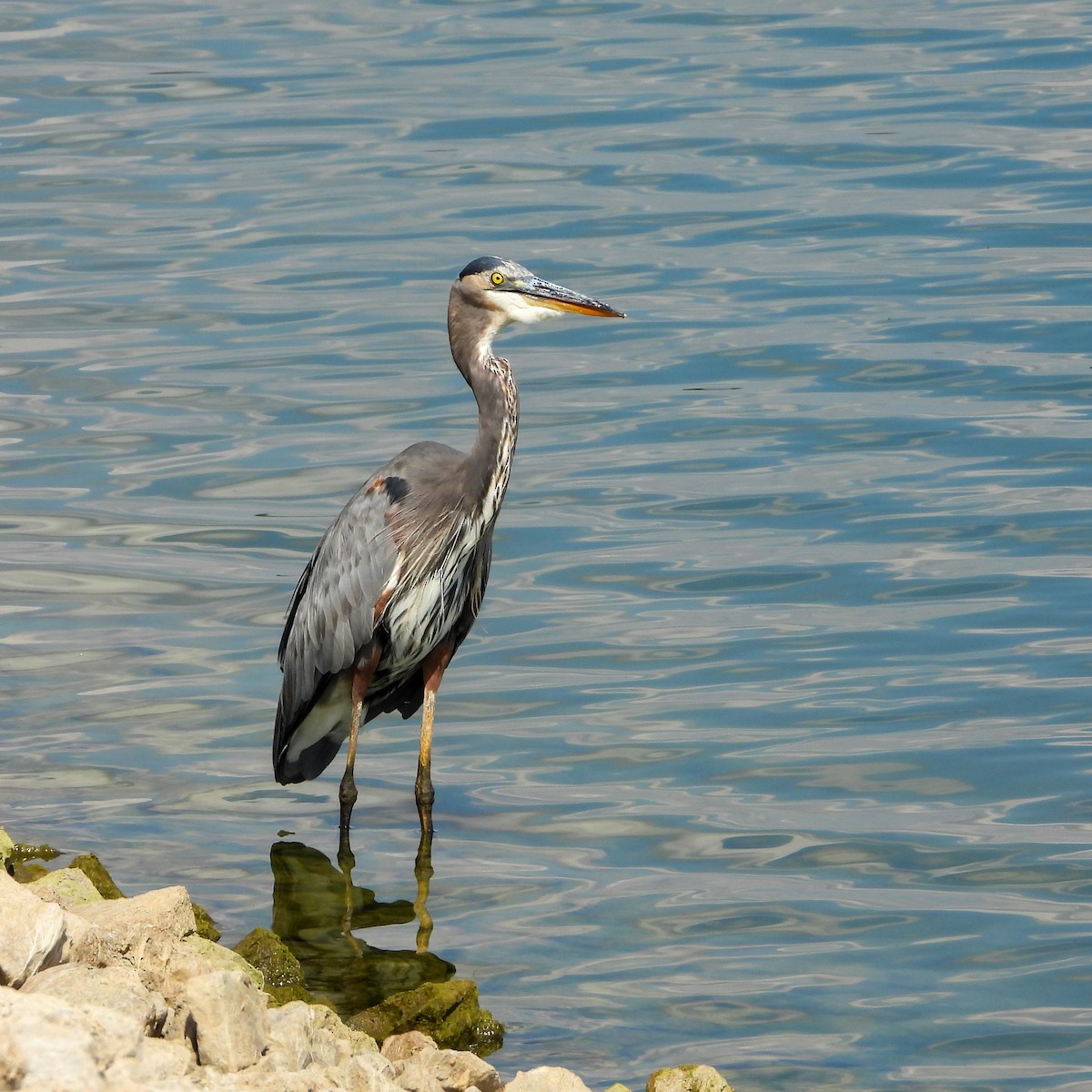 Great Blue Heron - ML641980230