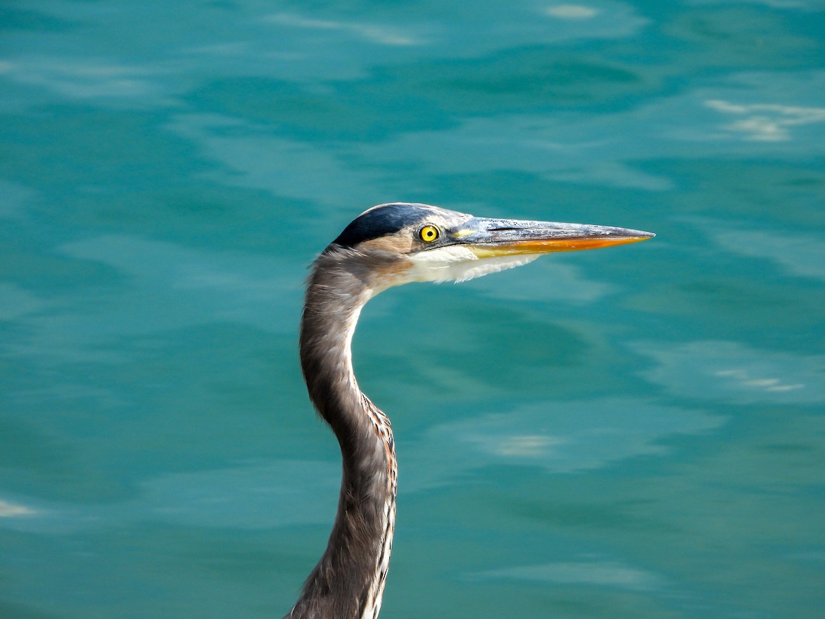 Great Blue Heron - ML641980231