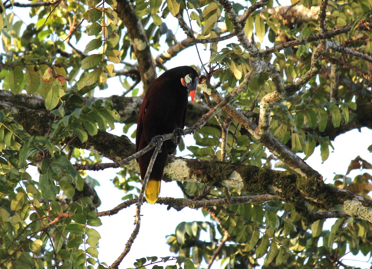 Montezuma Oropendola - ML641980236