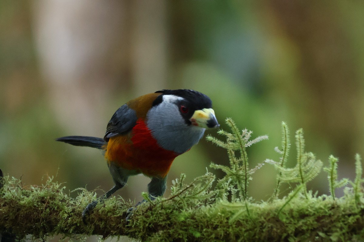 Toucan Barbet - ML641980237