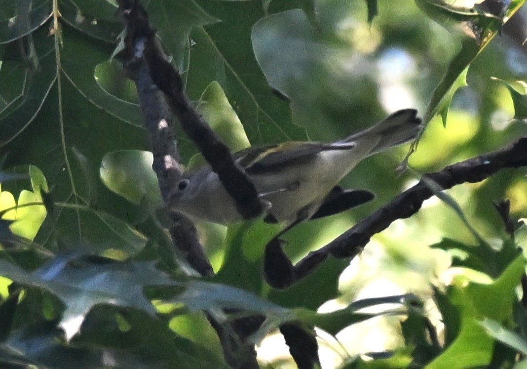 Chestnut-sided Warbler - ML641980258