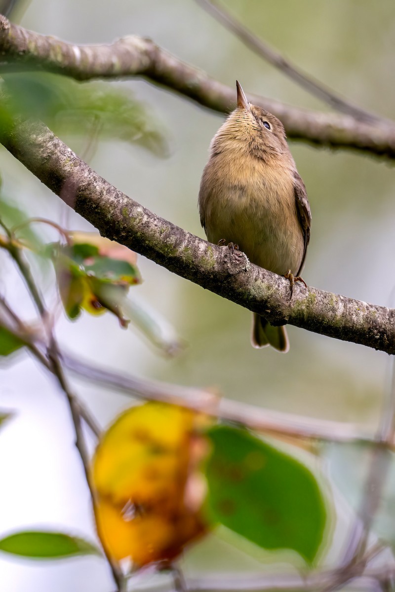 Pine Warbler - ML641980261