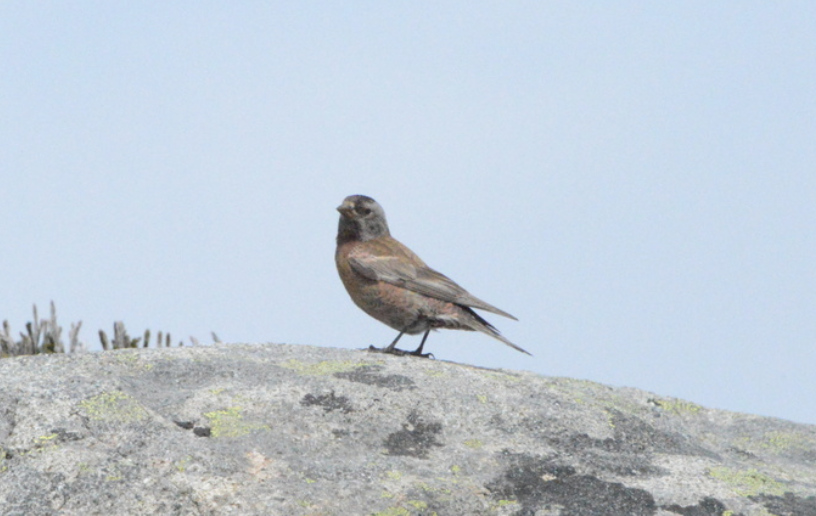 Gray-crowned Rosy-Finch - ML641980262
