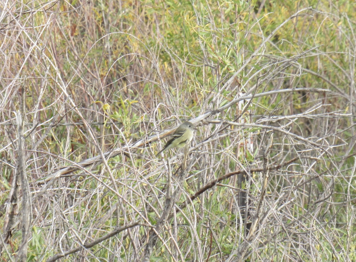 Hammond's Flycatcher - ML641980263