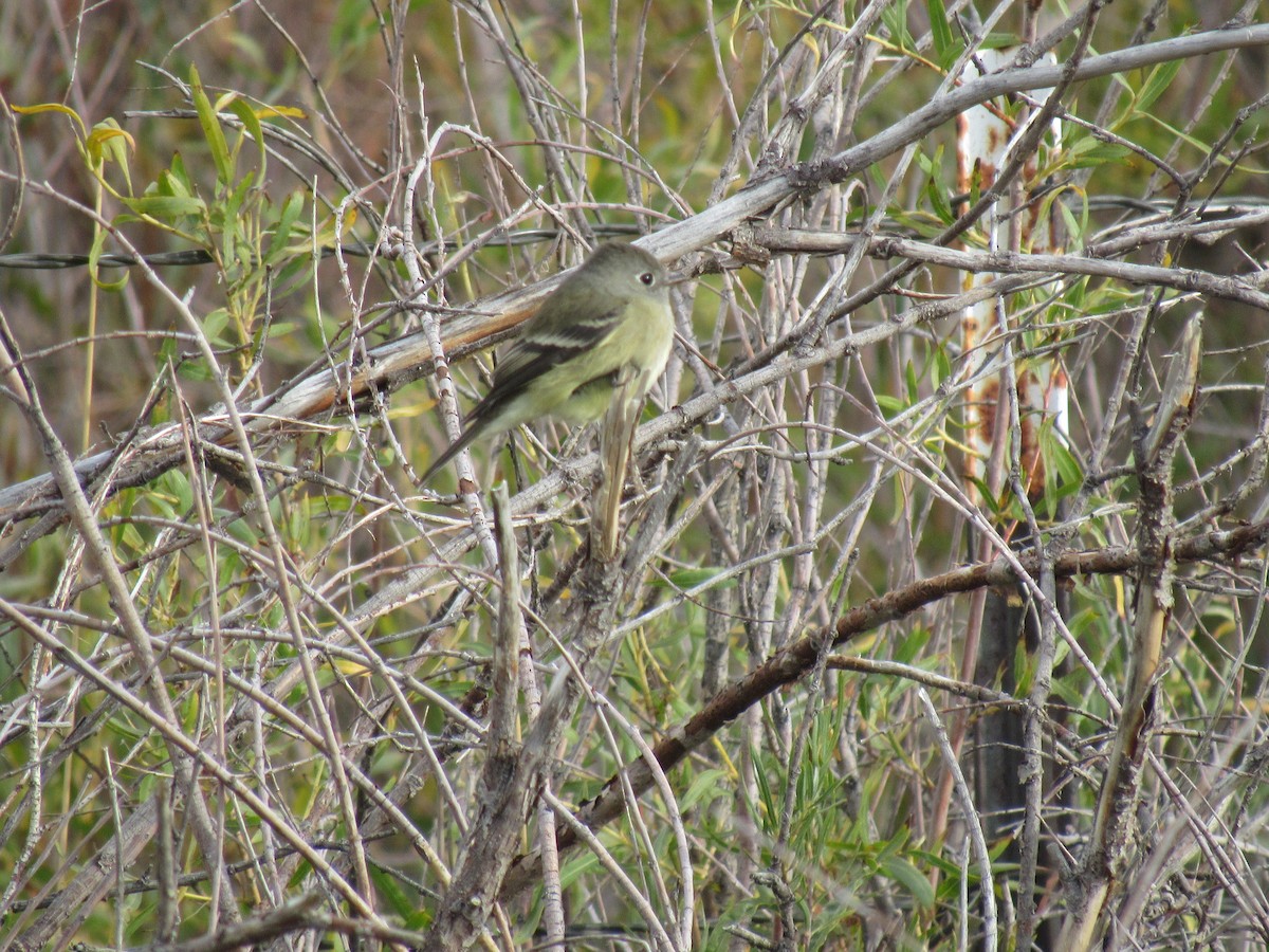 Hammond's Flycatcher - ML641980266