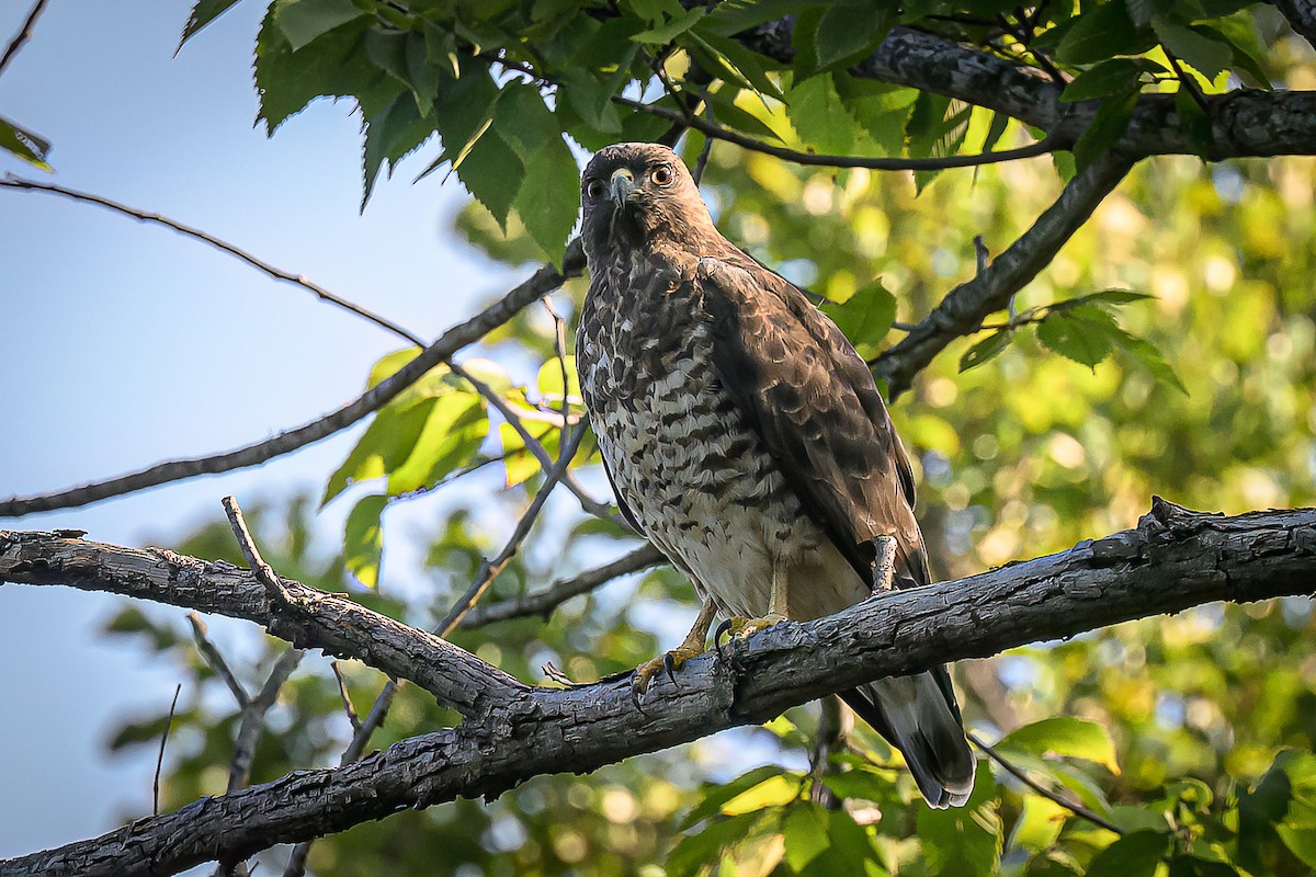 Broad-winged Hawk - ML641980274