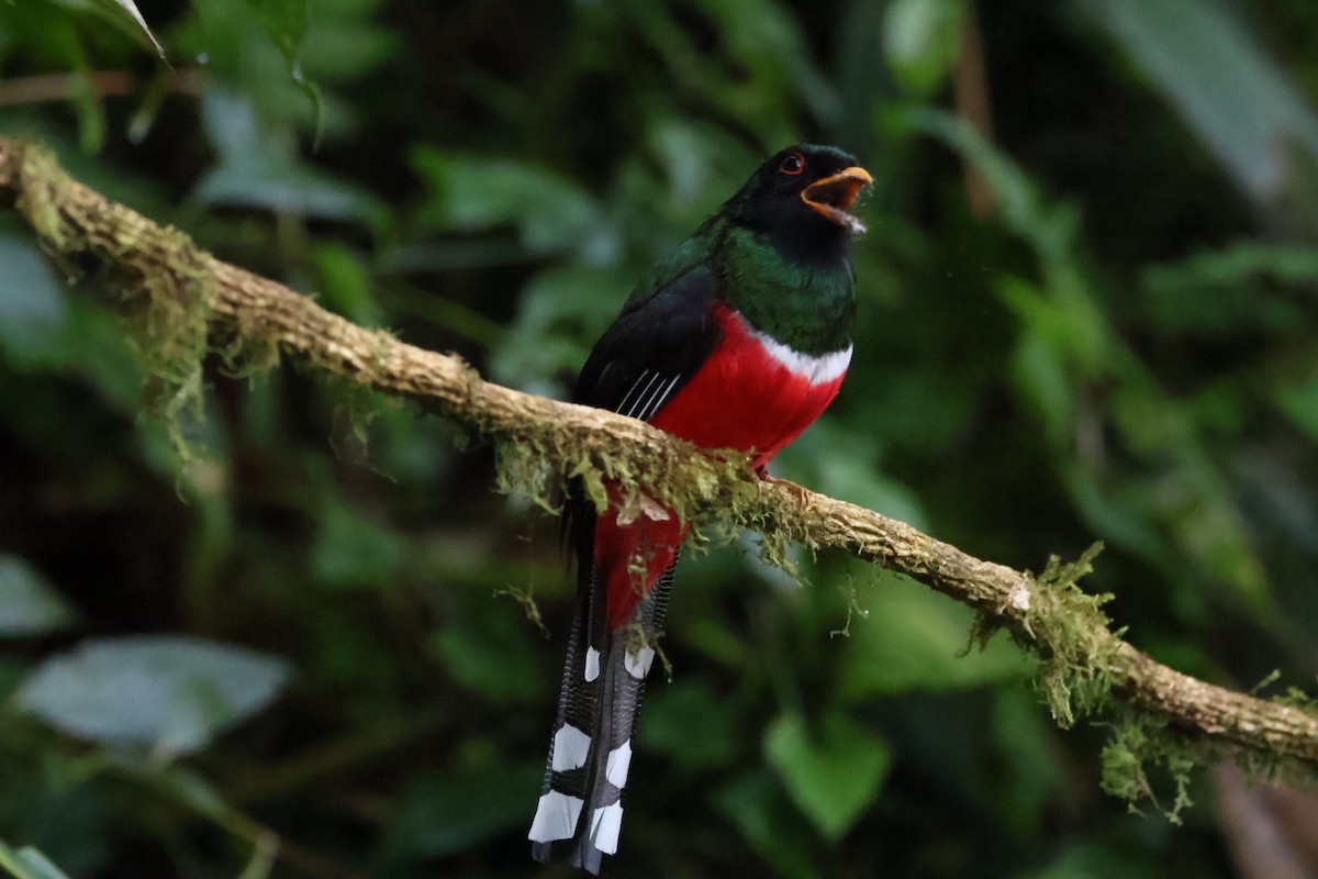 Masked Trogon - ML641980294