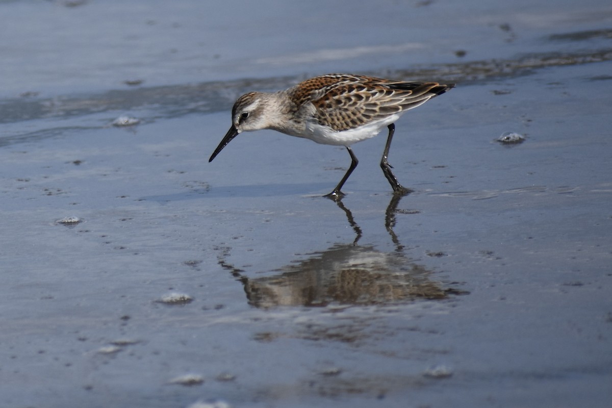 Western Sandpiper - ML641980301