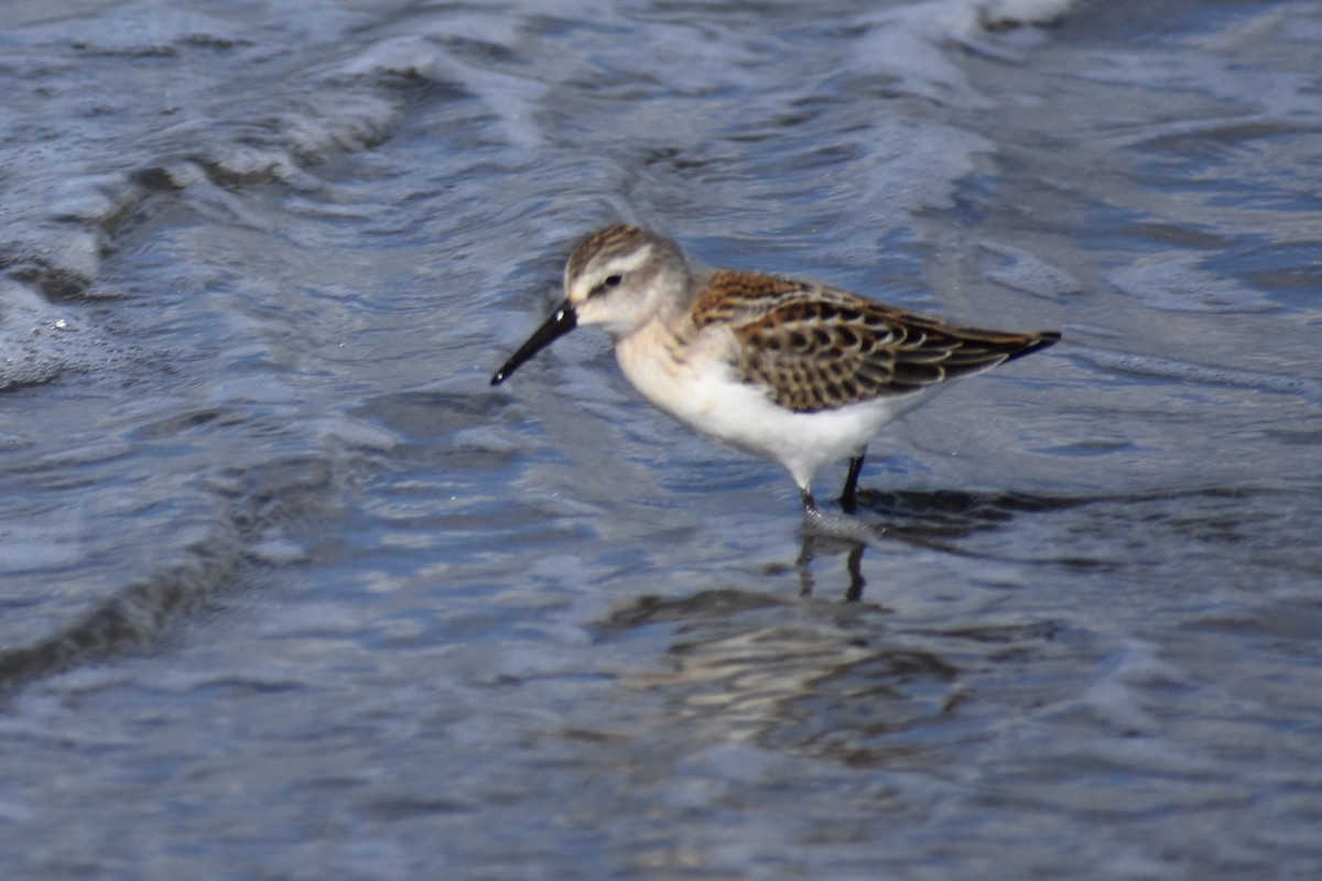 Western Sandpiper - ML641980302