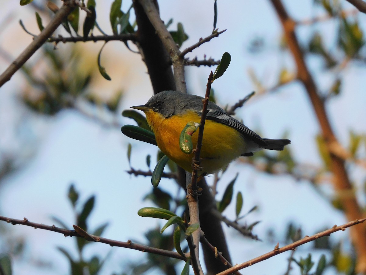 Tropical Parula - ML641980304