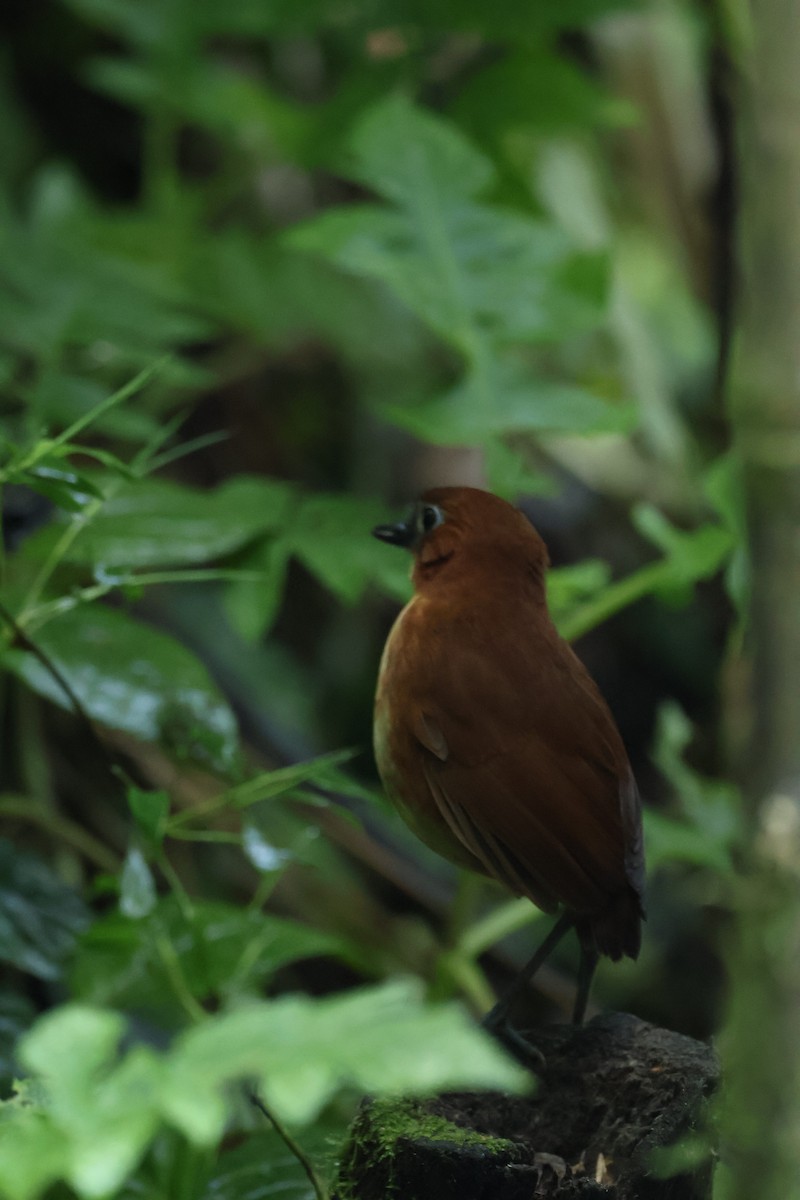Yellow-breasted Antpitta - ML641980330