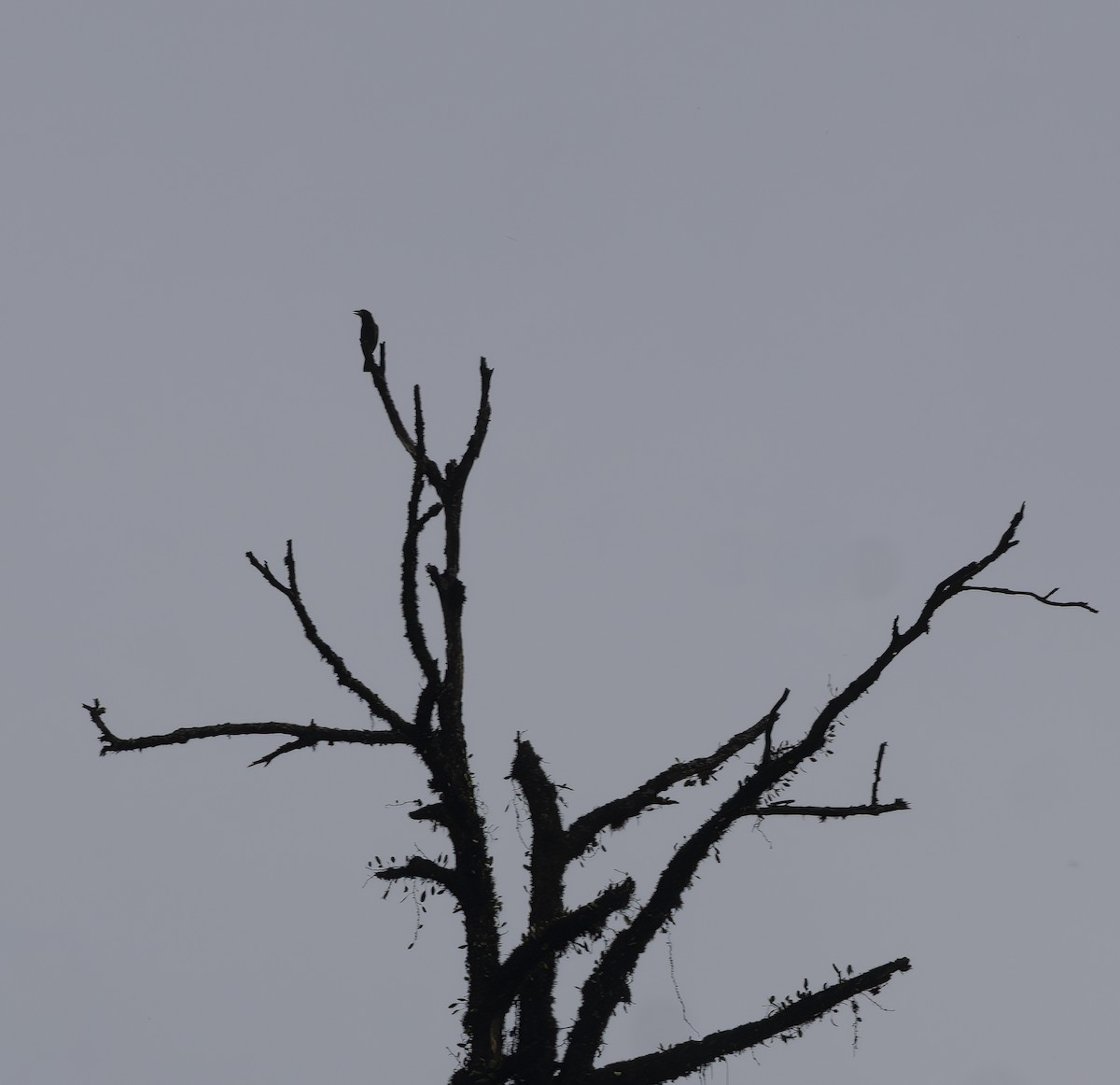 Great Barbet - ML641980332