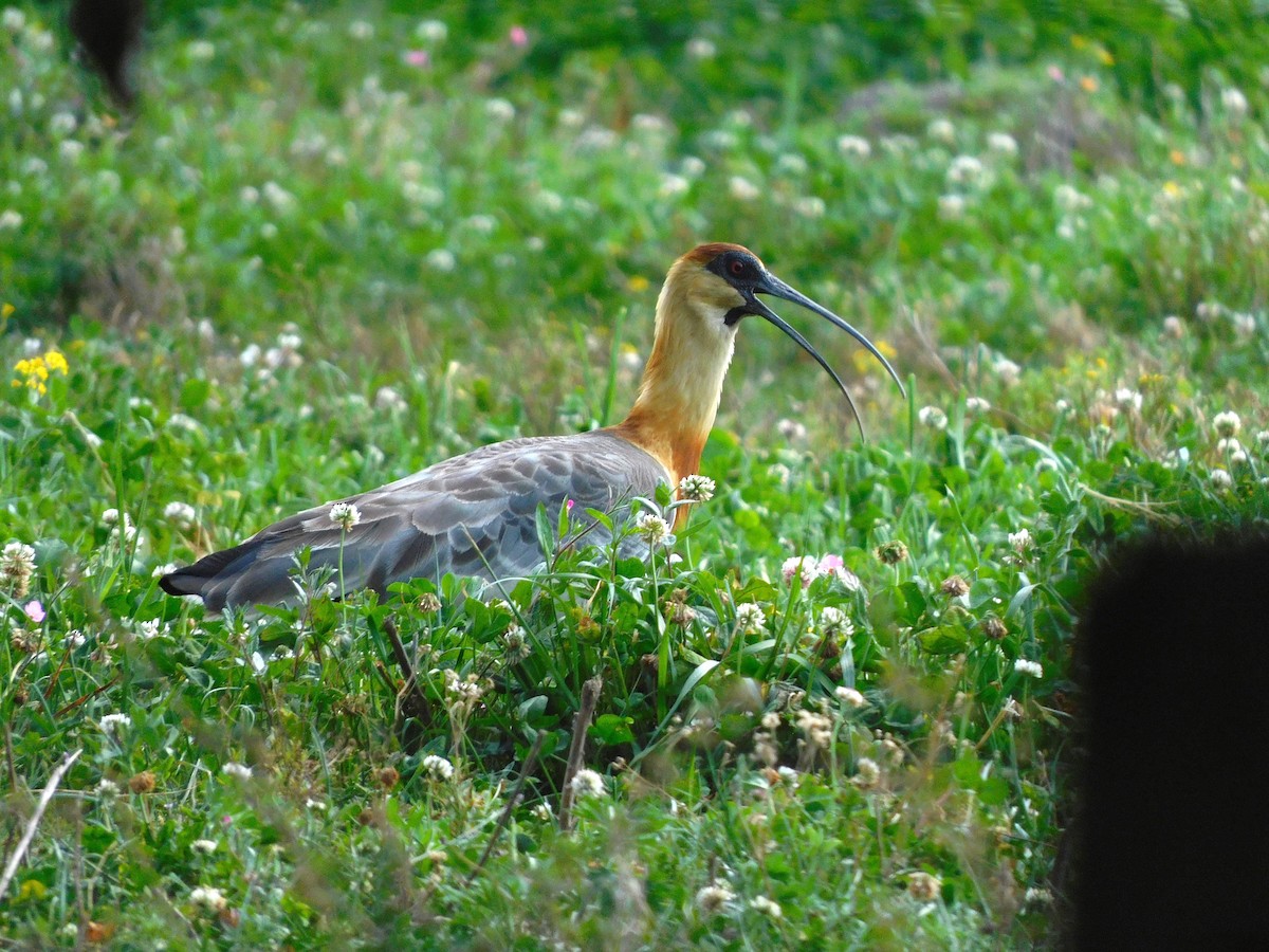 Buff-necked Ibis - ML641980335
