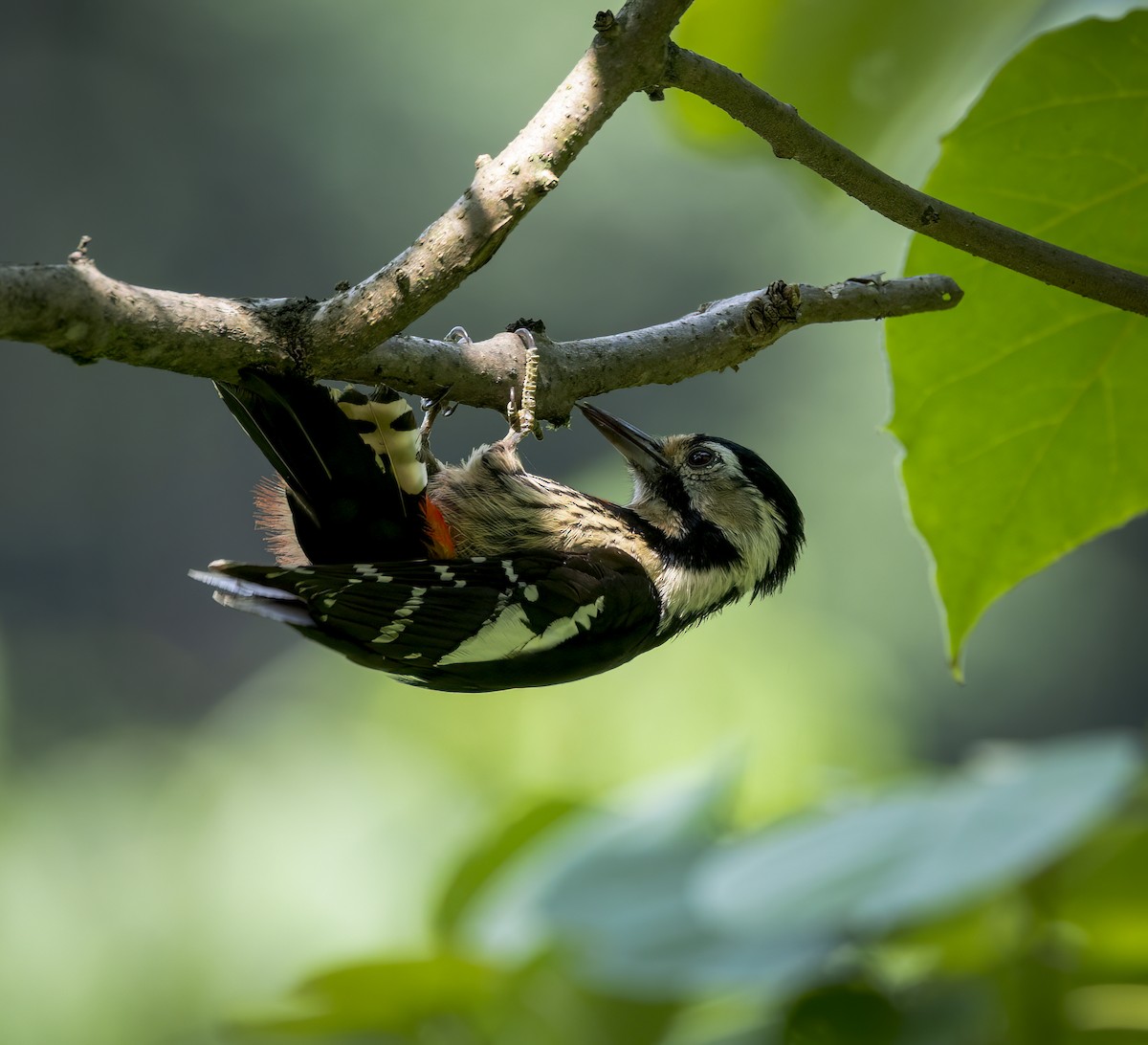 Necklaced Woodpecker - ML641980337
