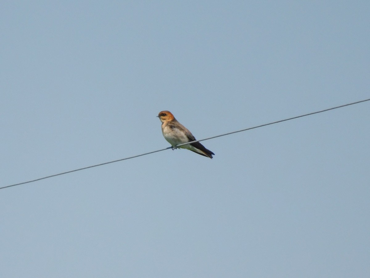 Tawny-headed Swallow - ML641980339