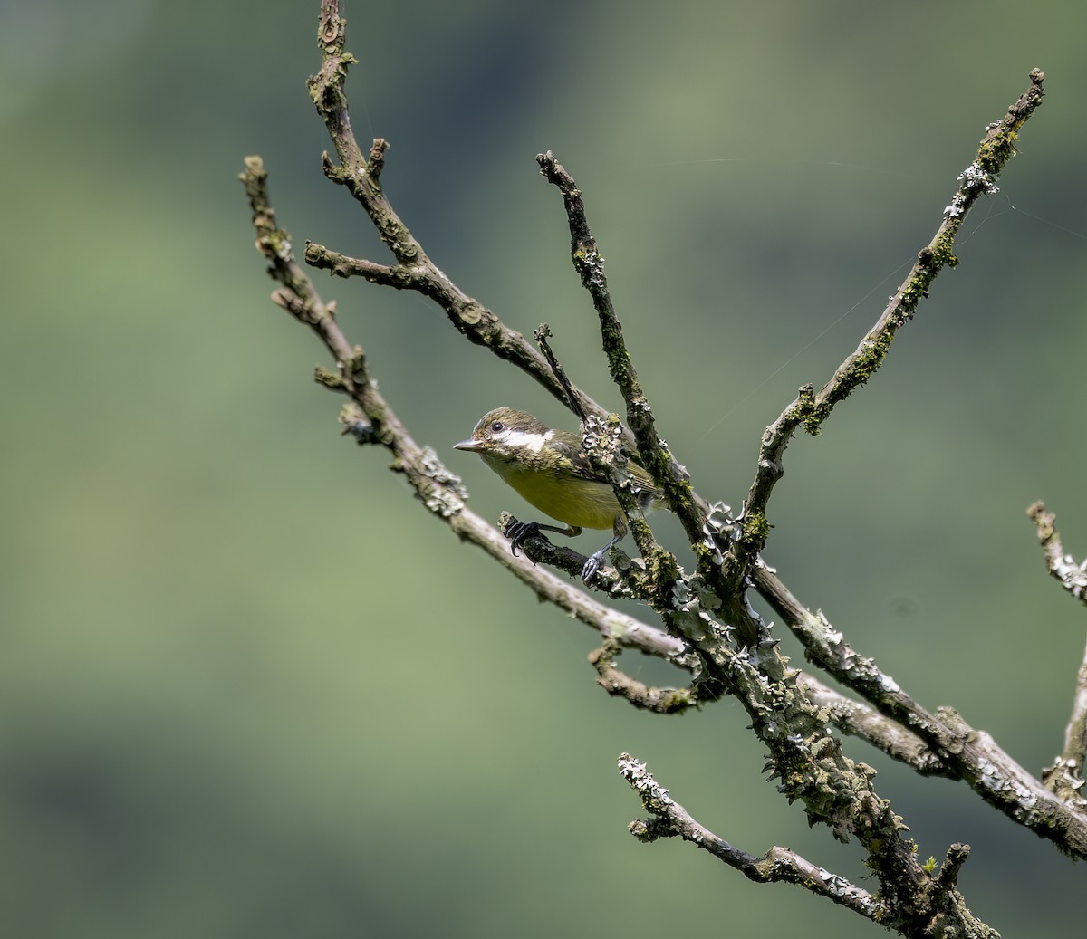 Yellow-bellied Tit - ML641980355