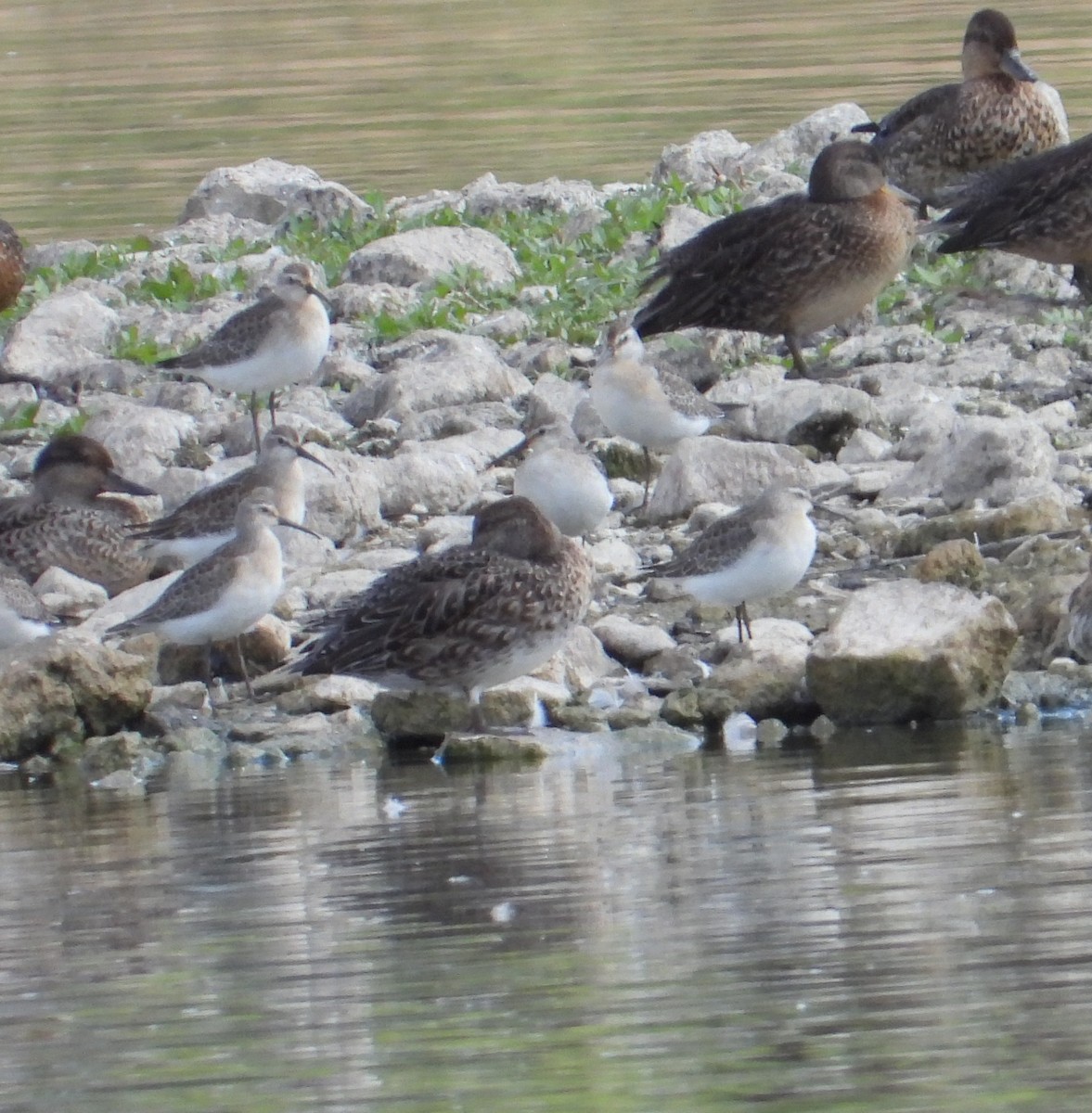 Curlew Sandpiper - ML641980358