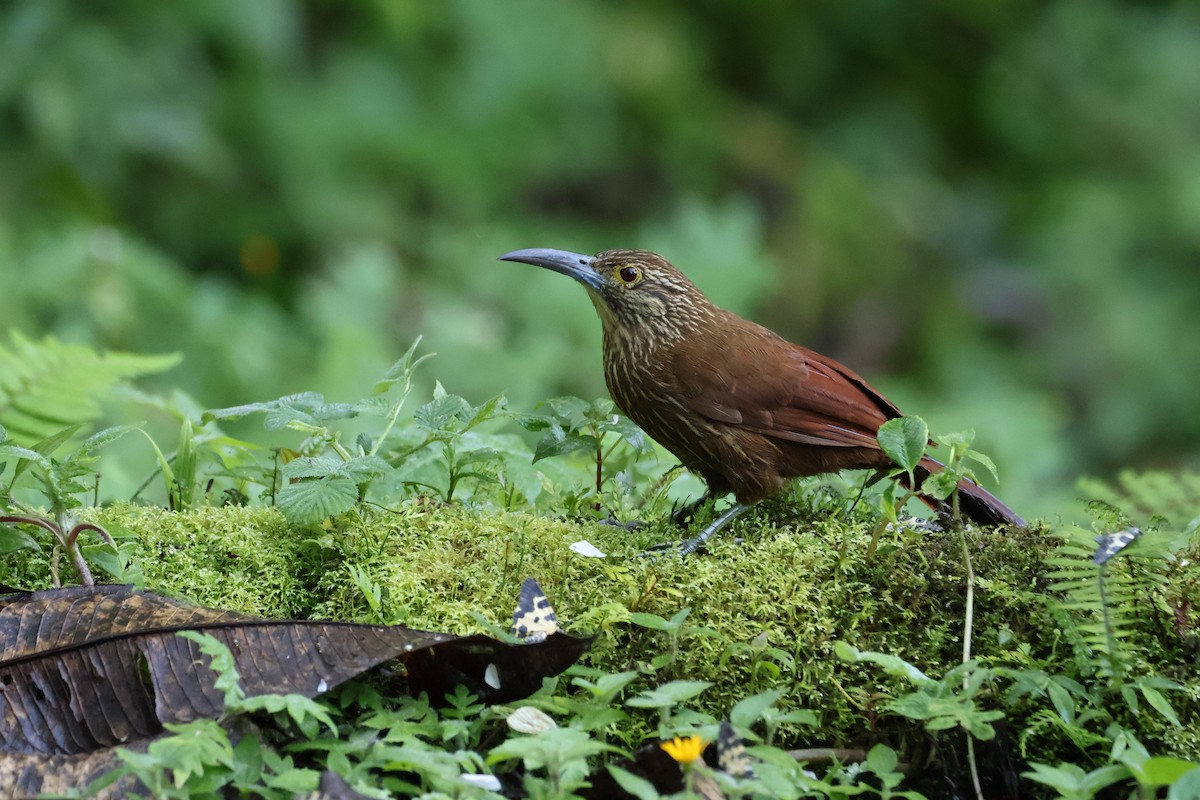 Strong-billed Woodcreeper (Andean/Northern) - ML641980362