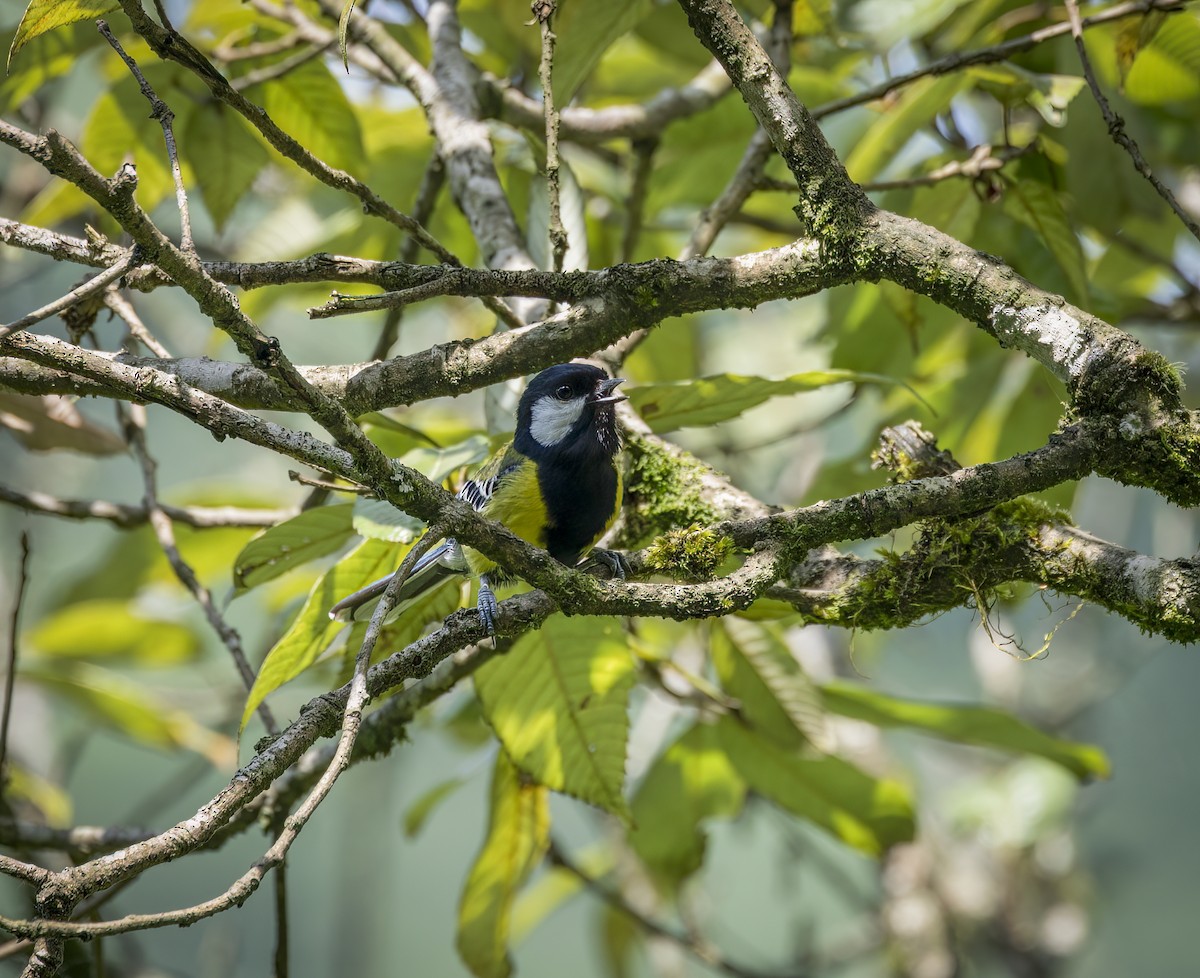 Green-backed Tit - ML641980363